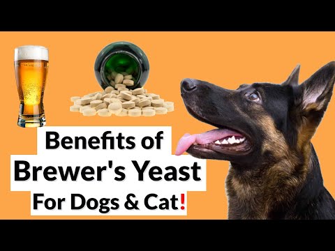 Brewer's Yeast: Benefits, Side Effects and More.