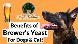 Brewer's Yeast: Benefits, Side Effects and More.