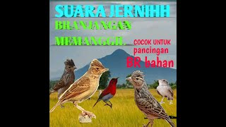 PANCINGAN SUARA PANGGILAN BRANJANGAN DI ALAM . COCOK UNTUK BURUNG OMBYOKAN #kicaumania #branjangan