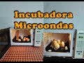 Como incubar pollitos en Microondas// incubadora casera