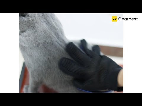 Video Bath And Brush Grooming Palm Springs