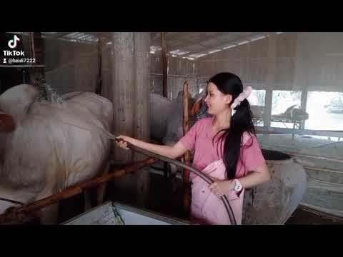 ការចិញ្ចឹមគោ ( Heidi បាញ់ទឹកគោ/She falls in love with 3 of them)