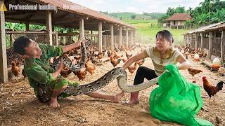 Celebrity 72 Hours Facing a Giant Beast - Ferocious Python Attacks Chicken Farm, Girl Fights Bravely Net Worth