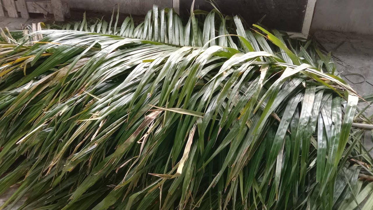 Proses produksi pelepah sawit untuk makanan sapi dan kambing #petaninusantara#