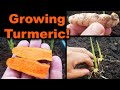 Growing Turmeric In 2020 - Part 1 of 2