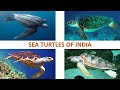 Sea Turtles of India 🇮🇳 | Turtles | Indian Reptiles