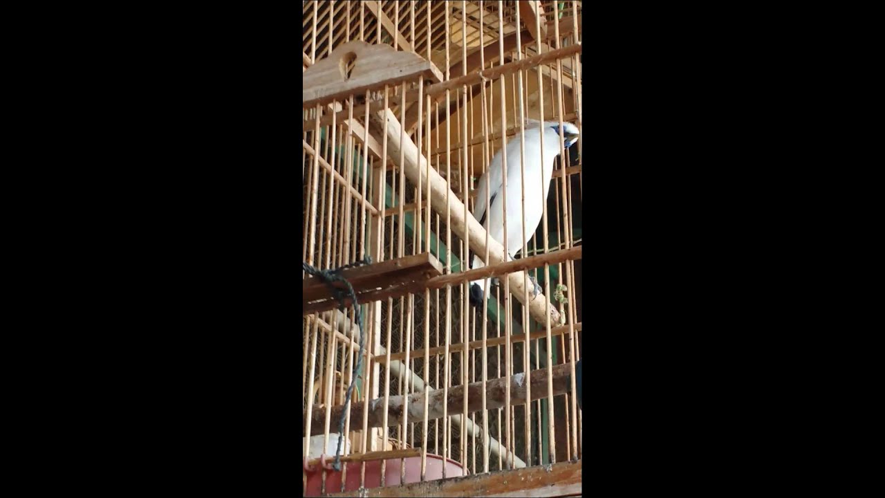 Bali mynah 