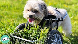 Two-Legged Puppy Terrorises Woman But She Can’t Be Mad | Cuddle Dogs