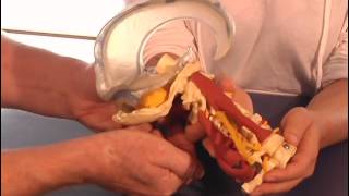 Cranial 2 Protocol - Sample Video