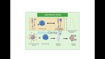 Biomolecule Labeling An Advanced Guide