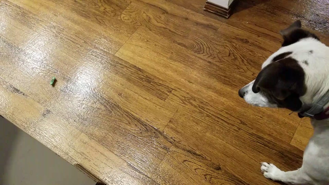 camera iphone 8 plus apk Lilly gets the bug!
