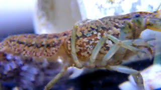 Marbled Crayfish Egg Development v1