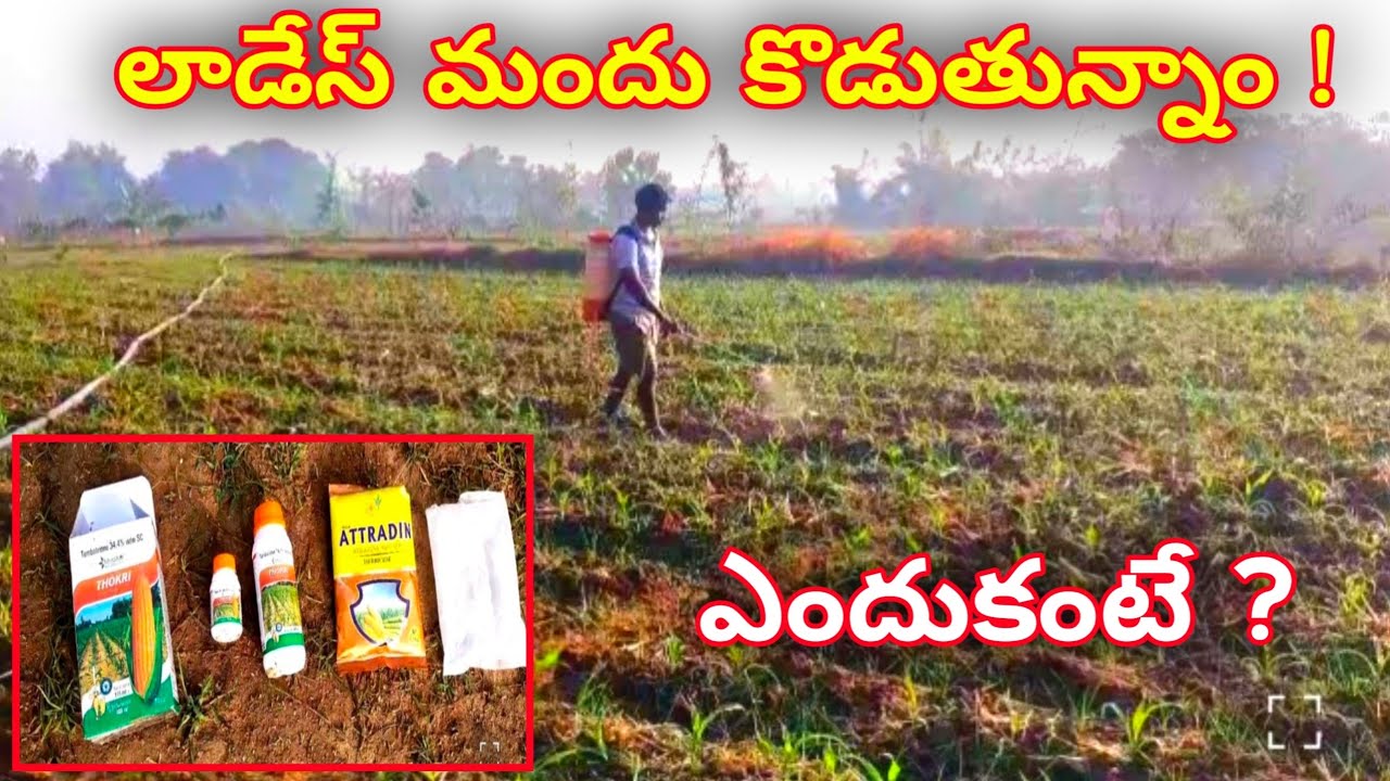 మొక్క జొన్న మధ్యలో గడ్డి చనిపోవడానికి మందు కొడుతున్నాం | Maize Weed Control Farming