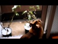 雪と戦う猫　2013 (Somali cat vs snow) の動画、YouTube動画。