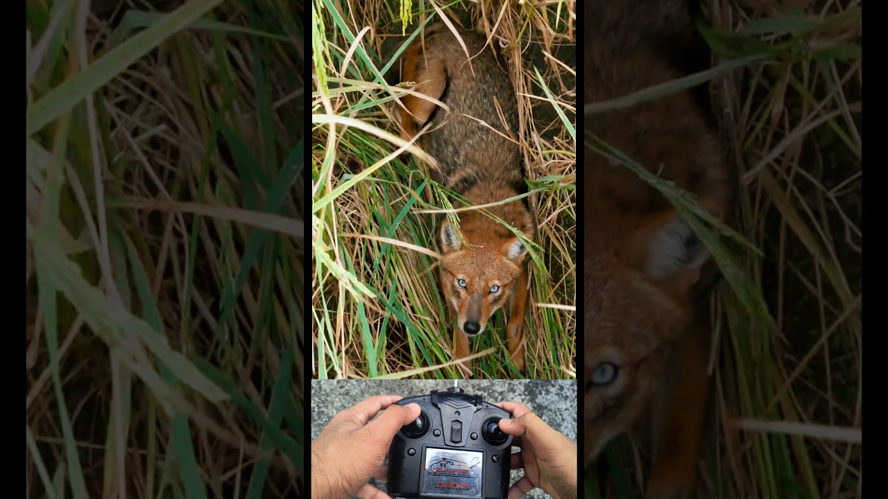 Drone prank with fox in village😁😜।। drone prank gone wrong