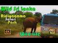 RIDIYAGAMA SAFARI PARK ,SRI LANKA,IN 4K(UHD)