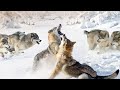 This Is What Happens When Two PACKS Of Wolves Meet 