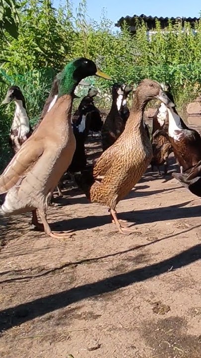 Утки индийский бегунок ️ ️ ️ Ducks indian runner #villagelife #duck # ...