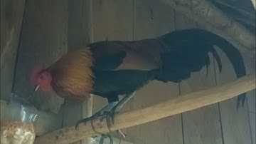 Qaib dib noob qaib qus qua zoo kawg li nawb