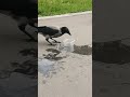 Take your beak off the bowl! #crow / Не трожь поилку! #вороны