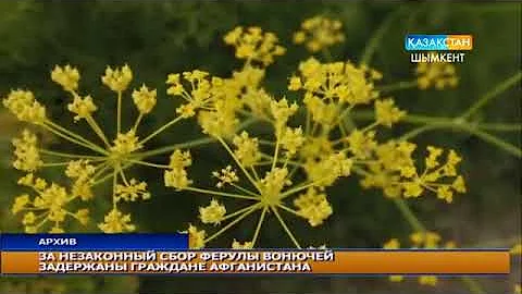 За незаконный сбор ферулы вонючей задержаны граждане Афганистана