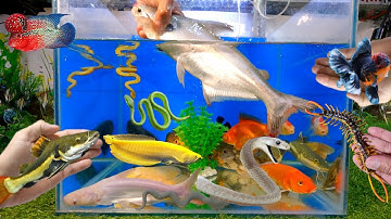Tổng hợp các video cá cảnh đẹp, cá mập đen, cá la hán, cá rồng, rết, con bạch tuộc