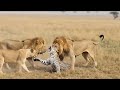 Fierce Battle Between Mother Leopard And Lions || Savannah Forest