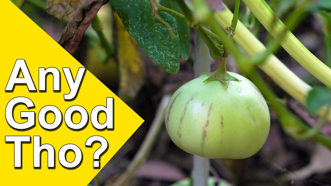 Дегустация плодов пепино! (Сладкий огурец?)