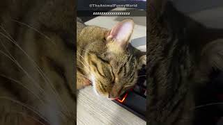 Funny & Cute Animal Videos Compilaton Of The 2025