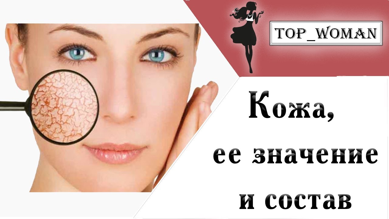 Кожа, ее значение, функции и состав