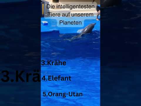 Die intelligentesten Tiere