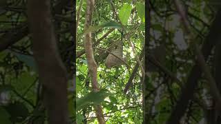 Three toed sloth Manuel Antonio Park