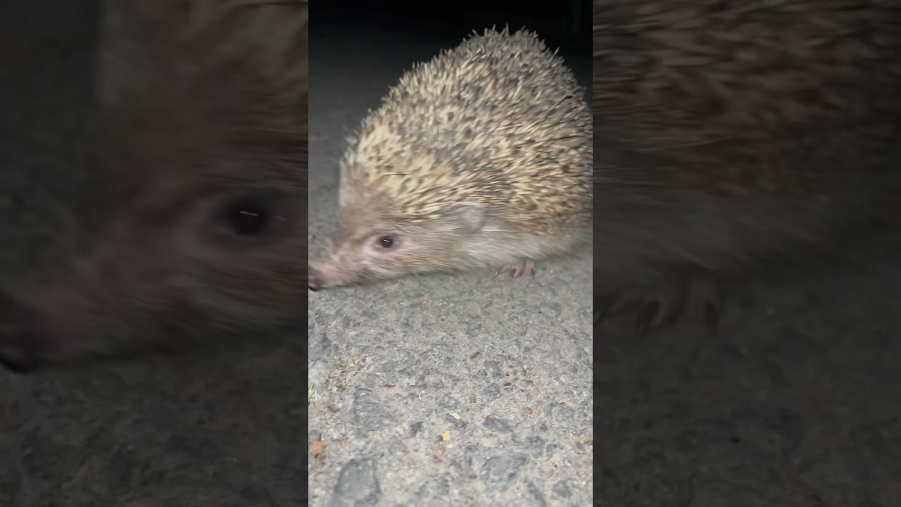 The smartest explorer of the night. 🦔 hedgehog ❤️😍 