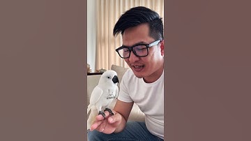 🦜 Vẹt Biết Nói Ngày Mai Tui Cho Nó Đi Tu Luôn 🤣 #vetbietnoi #vet #videoviral #viral #viralvideo