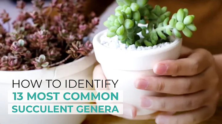 How to Identify 13 Most Common Succulent Genera | Easy Succulent Identification - DayDayNews