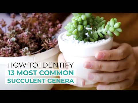 How to Identify 13 Most Common Succulent Genera | Easy Succulent Identification