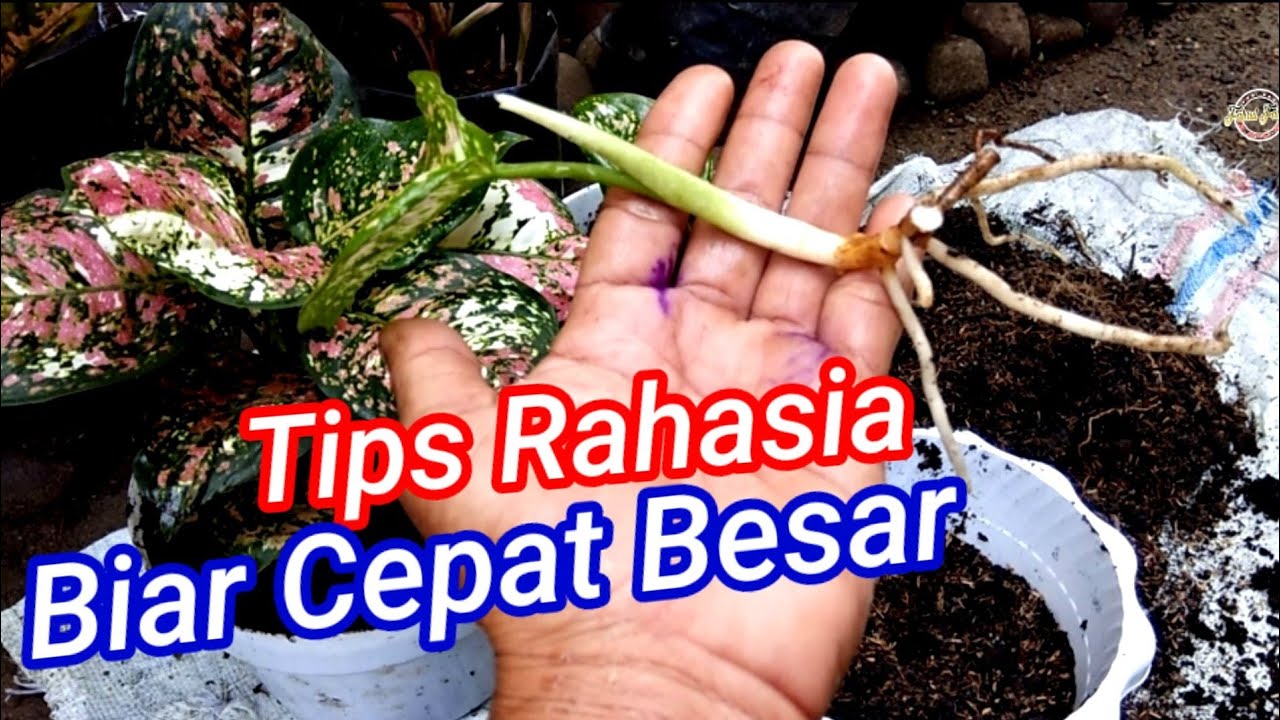 Cara Menanam Aglaonema 