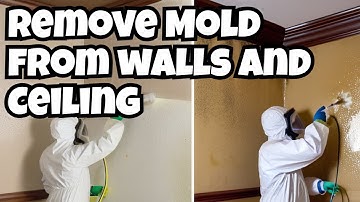 How to Remove Mold from Walls and Ceiling?
