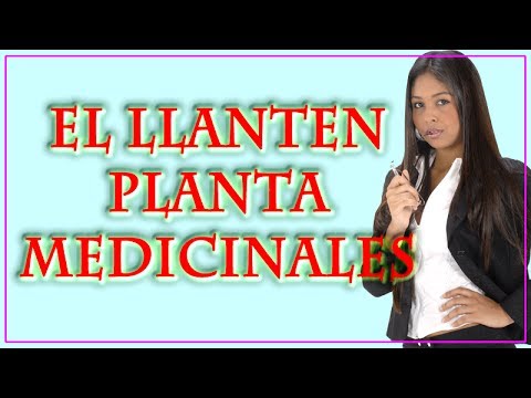 El Llanten Planta Medicinal Youtube