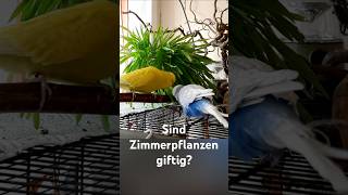 großer künstlicher weihnachtsbaum Künstlicher Weihnachtsbaum Glendon 60 cm kaufen main image 0