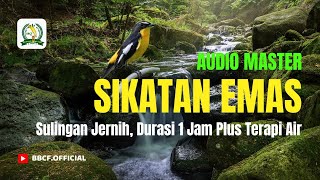 MASTERAN BURUNG SIKATAN EMAS GACOR, FULL SULINGAN JERNIH, DURASI 1 JAM PLUS TERAPI AIR,,