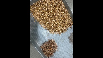 Accusort Result On Dark walnut shell AI (remove shells from kernels)