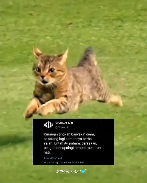 Story WA Kucing Lucu Imut || Dj Sa Janji Trakan Mabuk Lagi❗