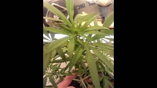 Grow updates