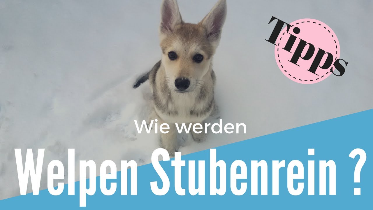 Wie Bekomme Ich Einen Erwachsenen Hund Stubenrein Wie bekomme ich meinen Hund schnell stubenrein? Stubenreinheit