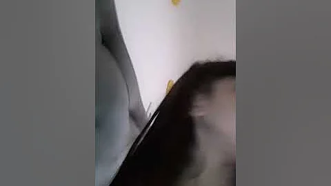 As Aventuras de Lili