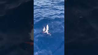 Moc Do Holu Dużych Ryb