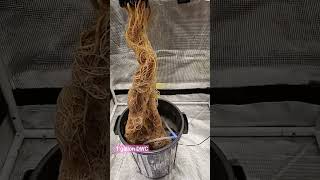 Vanilla Kush Clone In 1 Gallon .