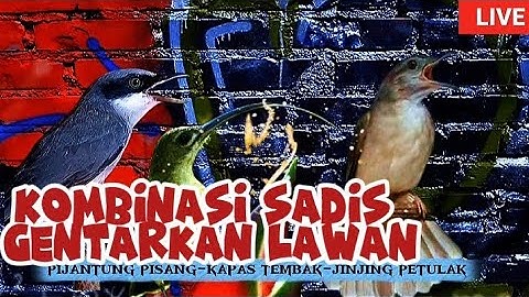 MASTERAN KOBINASI  VIRAL 2025 | pijantung pisang kapas tembak jinjing petulak