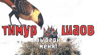 Тимур Шаов - Выбери меня (Альбом 2004) | Русская музыка